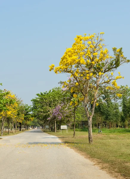 Camino de flor amarilla —  Fotos de Stock
