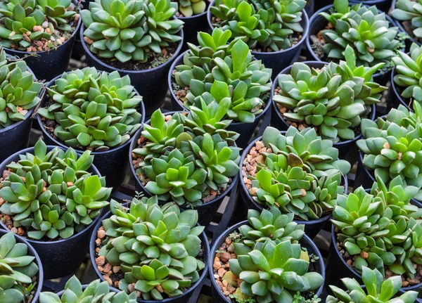 Plantas de Echeveria — Fotografia de Stock