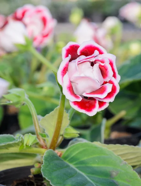 Gloxinia flower — Stock Photo, Image