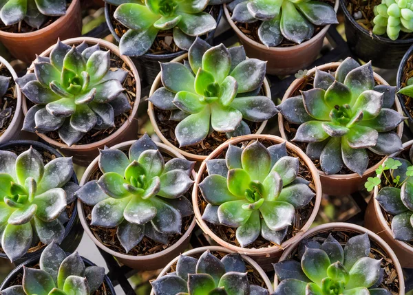 Echeveria planten — Stockfoto