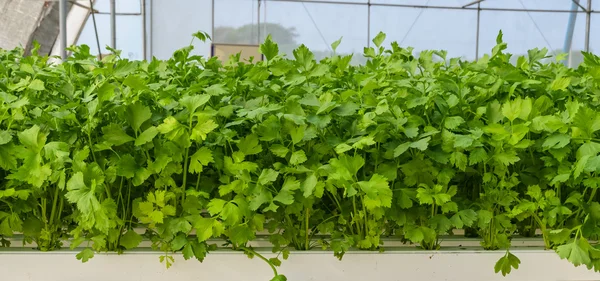 Plantación de apio de hoja — Foto de Stock