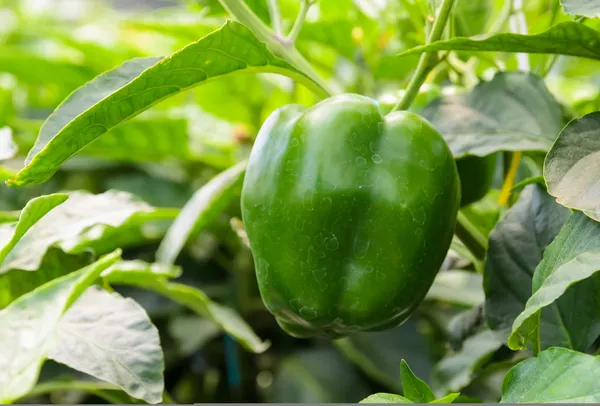 Bell pepper plant — Stock Photo, Image