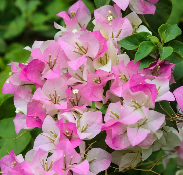 Rosa bougainvillea — Stockfoto