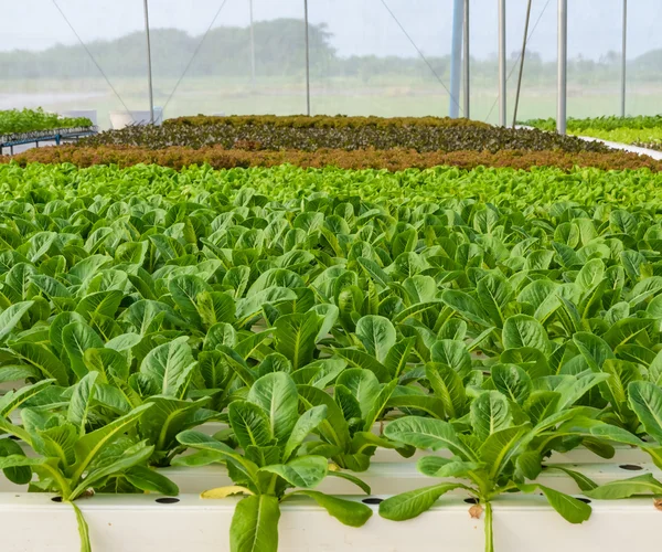 Plantación de verduras hidropónicas — Foto de Stock