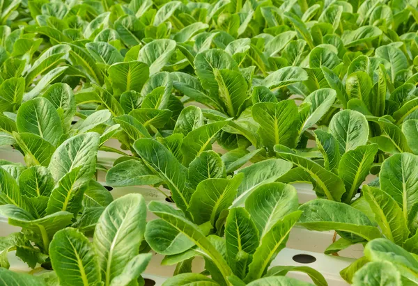 Romaine lettuce plantation — Stock Photo, Image