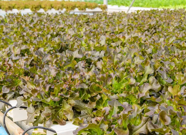 Lechuga de roble rojo — Foto de Stock