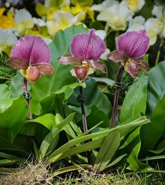 Lady slipper orchid — Stock Photo, Image