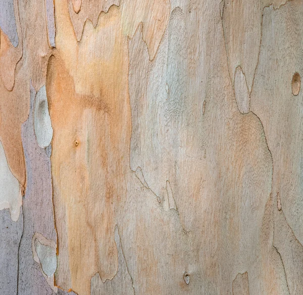 丰富多彩的树皮纹理 — 图库照片