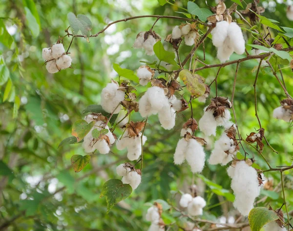 Gossypium rostlina — Stock fotografie