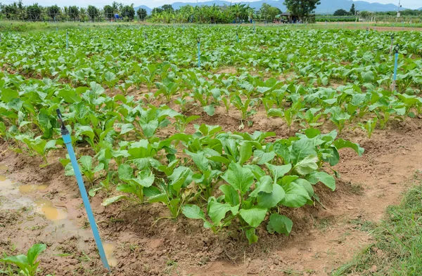 Plantación de col china — Foto de Stock