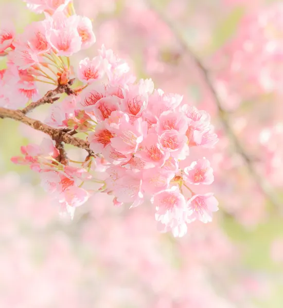 Růžový třešňový květ — Stock fotografie