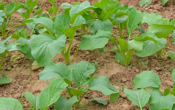 Chinese cabbage plantation — Stock Photo, Image