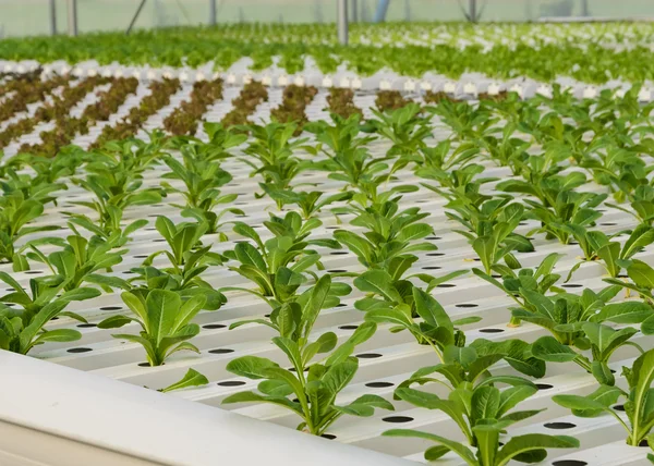 Plantação de hortaliças hidropônicas — Fotografia de Stock