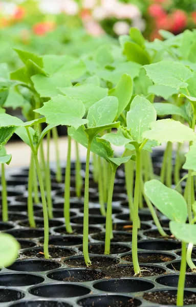 Young plant in nursery — Stock Photo, Image