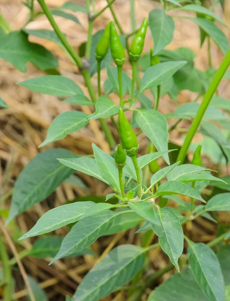 Chilli pepř rostlin — Stock fotografie