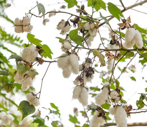 Planta Gossypium — Fotografia de Stock