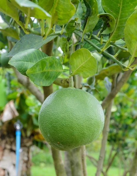 Pomelo fruta em sua árvore — Fotografia de Stock