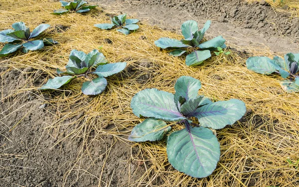 Плантация фиолетовой капусты — стоковое фото