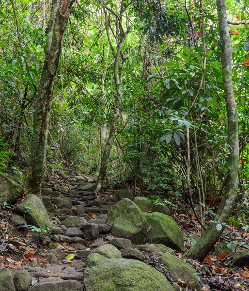 Wandelweg door regenwoud, thailand — Stockfoto