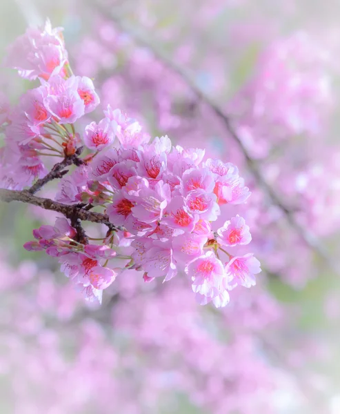 Růžové květy třešní — Stock fotografie