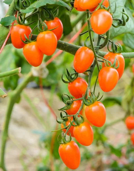 Tomatoes on the vine — Stock Photo, Image