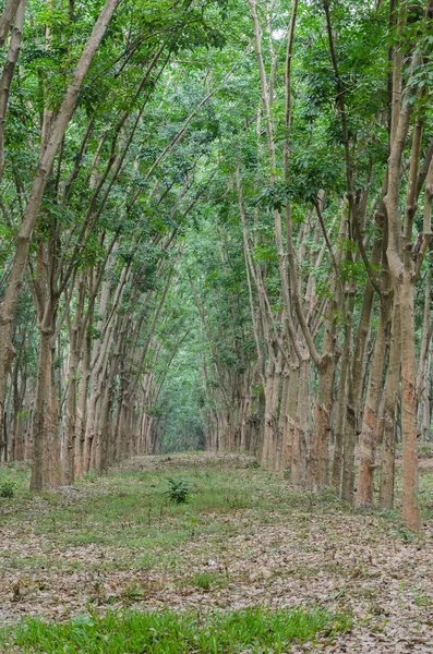 Plantación de árboles de caucho — Foto de Stock