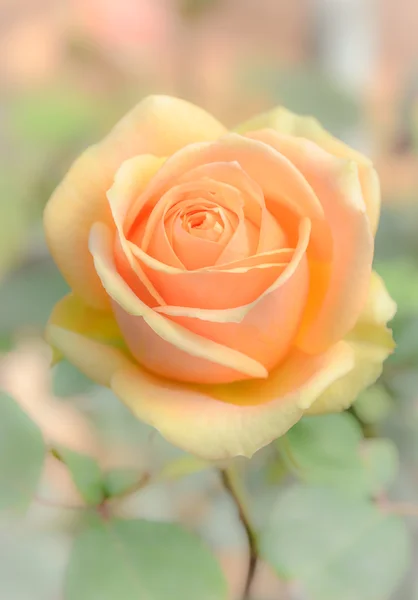 Rose in soft background — Stock Photo, Image