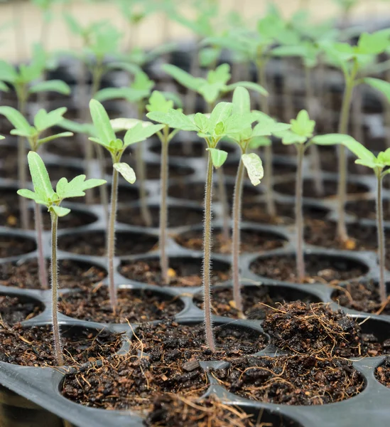 Jeune plante en pépinière — Photo