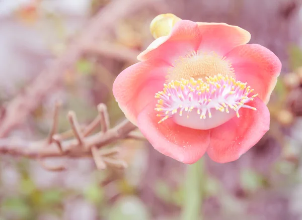 Boule de canon arbre fleur — Photo