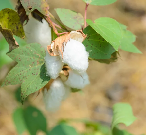 Gossypium rostlina — Stock fotografie