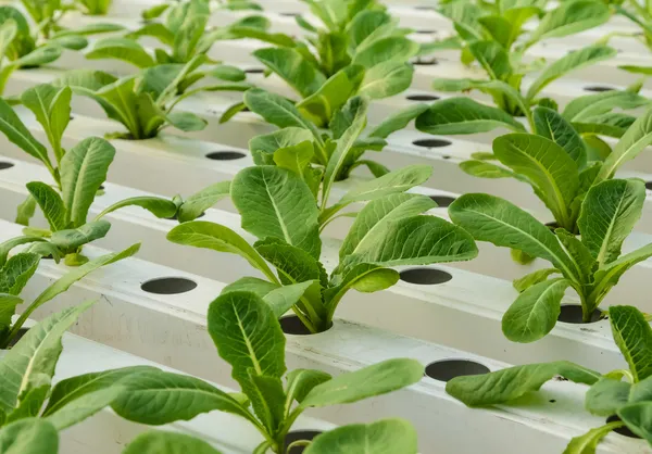 Plantación de lechuga romana — Foto de Stock