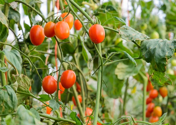 Grape tomatoes — Stock Photo, Image