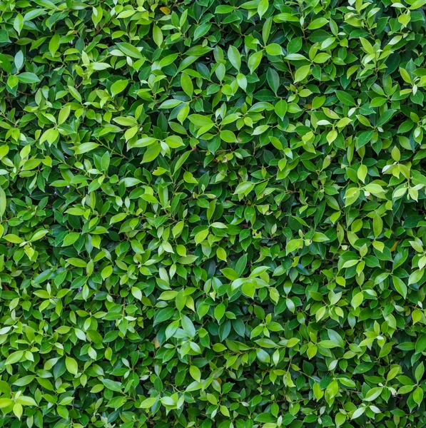 Zelená listová zeď — Stock fotografie