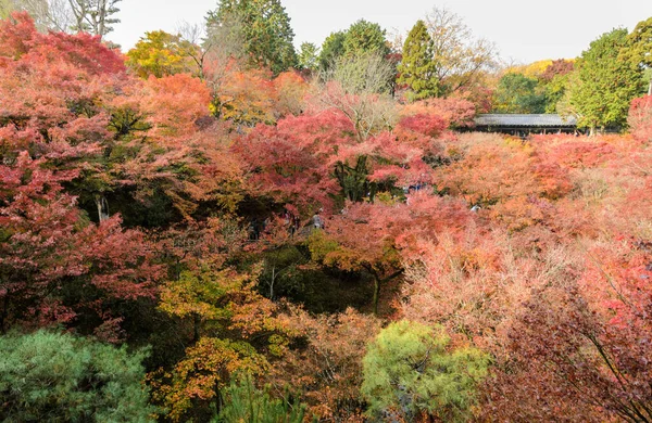 Japonya Nın Kyoto Kentindeki Tofukuji Tapınağı Nda Sonbahar Akçaağaç Bahçesi — Stok fotoğraf