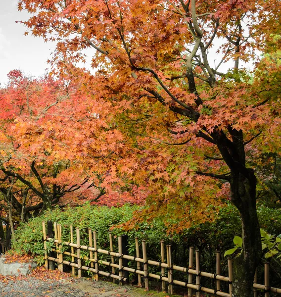 Folhas Cor Bordo Outono Templo Tofukuji Kyoto Japão — Fotografia de Stock