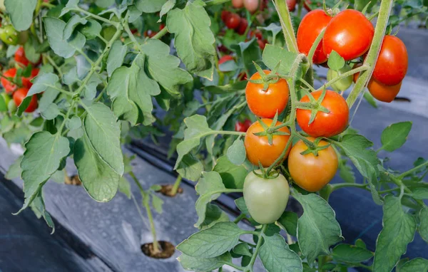 Fresh Red Plum Tomatoes Plant Greenhouse Garden — Stock Photo, Image