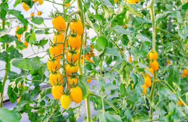 Fresh Yellow Ripe Cherry Tomatoes Growing Branch Vegetable Garden — Stock Photo, Image