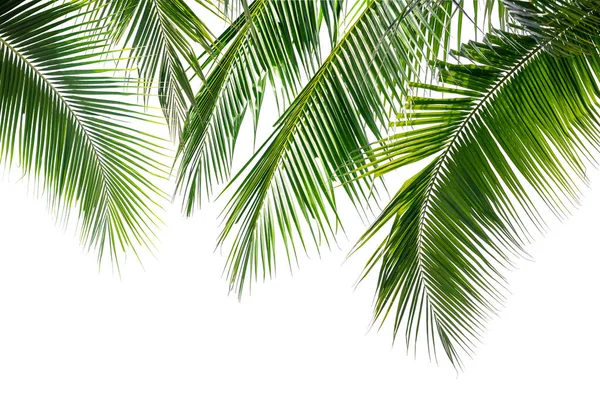 Grüne Kokospalmenblätter Isolieren Sich Auf Weißem Hintergrund — Stockfoto
