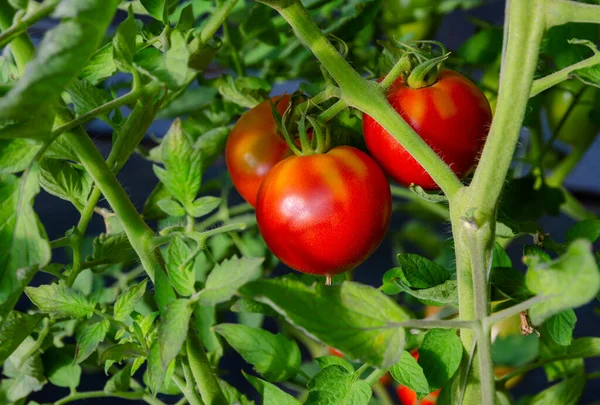 Frische Rote Promi Tomaten Strauch Gewächshausgarten — Stockfoto