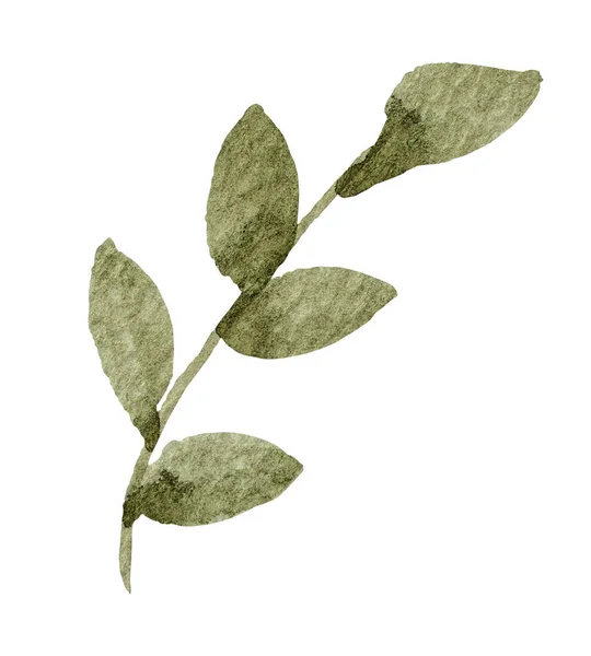 Green Leaf Watercolor White Background — 스톡 사진