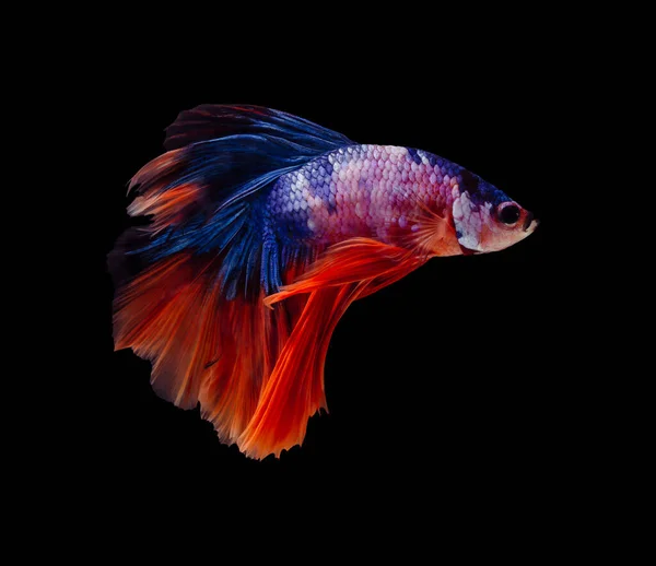 Siamese fighting fish or Betta splendens fish, popular aquarium fish in Thailand. Tricolor of white blue and red half moon tail betta fighting fish motion isolated on black background