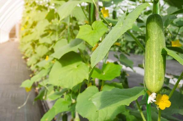 Огуречное Растение Растет Пластиковой Пленкой Помещенной Землю Теплице — стоковое фото