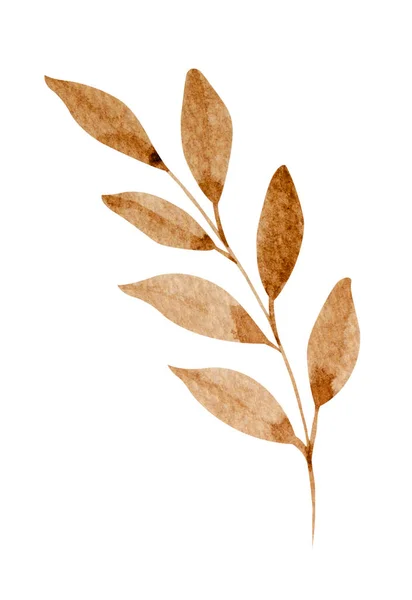 Brown Leaf Watercolor White Background — 图库照片