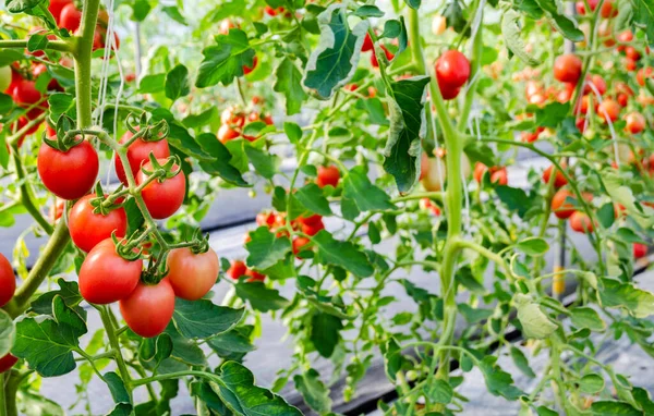 Fresh Bunch Red Ripe Cherry Tomatoes Plant Greenhouse Garden — Stock Photo, Image