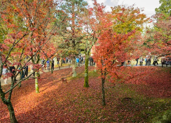 京都府京都市 2016年11月22日京都 東福寺の紅葉の秋のメイプルガーデン — ストック写真