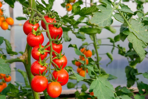 Close Red Ripe Cherry Tomatoes Plant Greenhouse Organic Garden — Stock Photo, Image