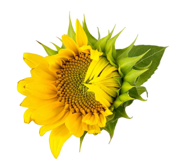 sunflower flower on transparent background
