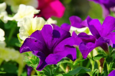 petunie - Petunya 14