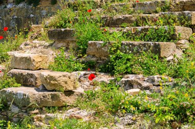 klatschmohn vor mauer - mısır haşhaş önce duvar 07