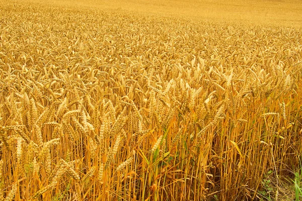 Вайзенфельд - пшеничное поле 01 — стоковое фото